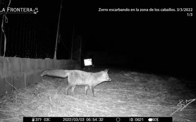 Zorro escarbando en la zona de los caballos.  Marzo 2022