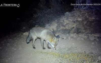 Zorro. Noche Vieja 2023 – Fototrampeo.