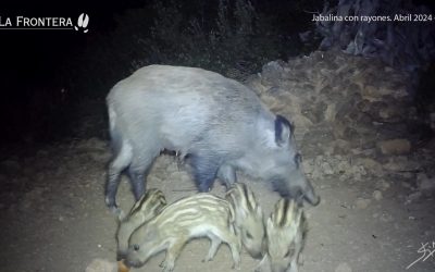 Jabalina con rayones. Abril 2024