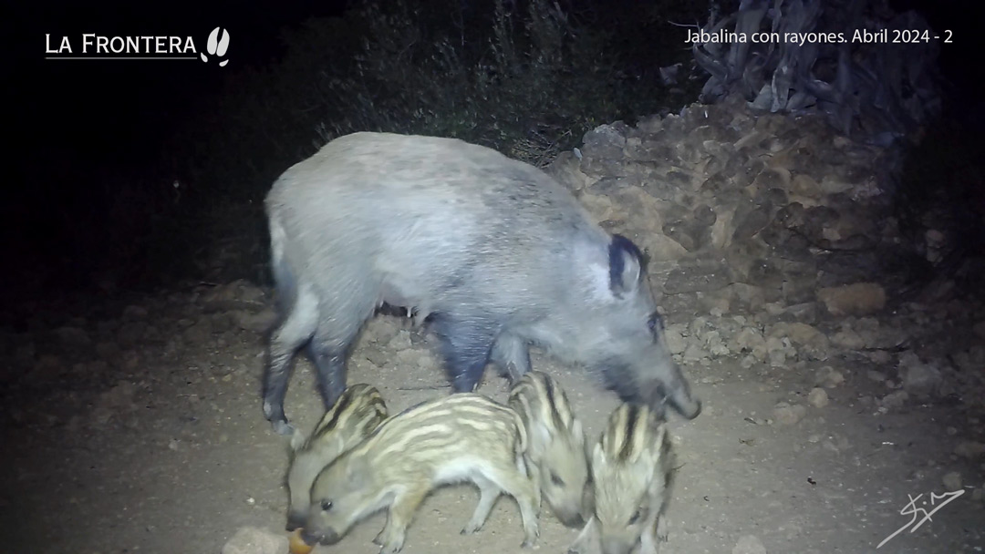 Jabalina con rayones. Abril 2024