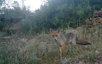 Zorra, Junio 2025​ – Fototrampeo