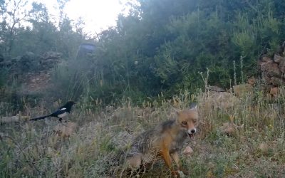 Zorra y  urracas, Junio 2025​ – Fototrampeo